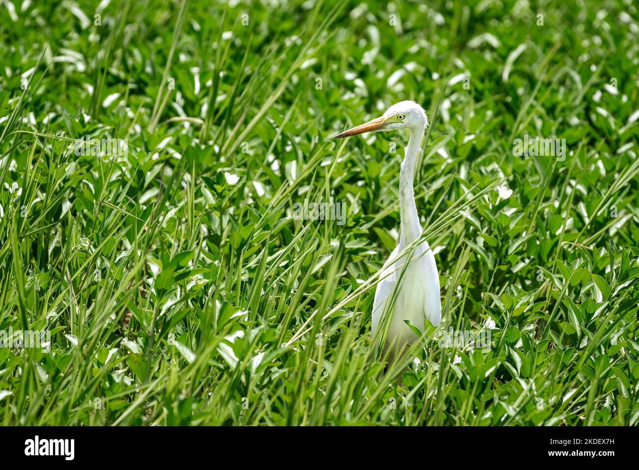 Egret grande orientale che foraging in vegetazione paludosa. Foto Stock