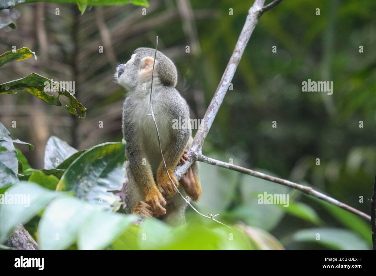 Scimmia scoiattolo (saimiri) su un ramo all'interno della Foresta Amazzonica, Cuyabeno Wildlife Reserve, Ecuador. Foto Stock