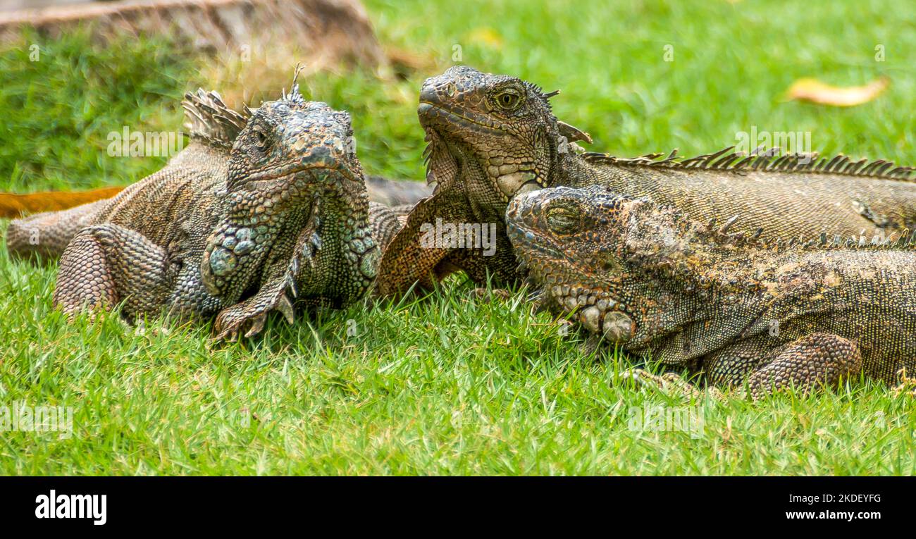 Primo piano di una iguana verde (iguana Iguana) con spine e telone fotografati in Ecuador Foto Stock