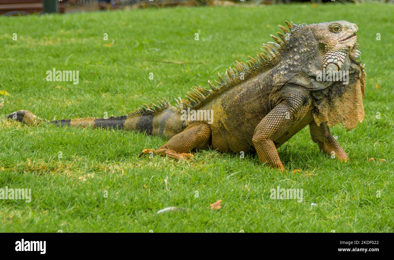 Close up di un maschio verde (Iguana iguana Iguana) con spine e di giogaia fotografato in Ecuador Foto Stock