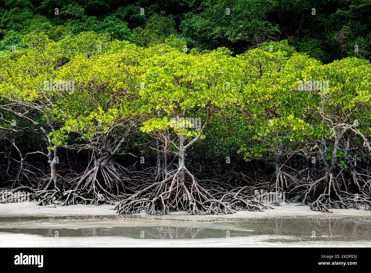 Imponenti radici di mangrovie a Cape Tribulation nel Parco Nazionale di Daintree. Foto Stock