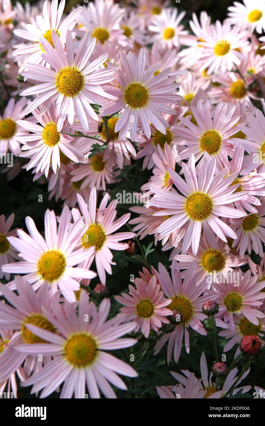 Chrysanthemum 'Hillside Sheffield Pink' in fiore. Foto Stock