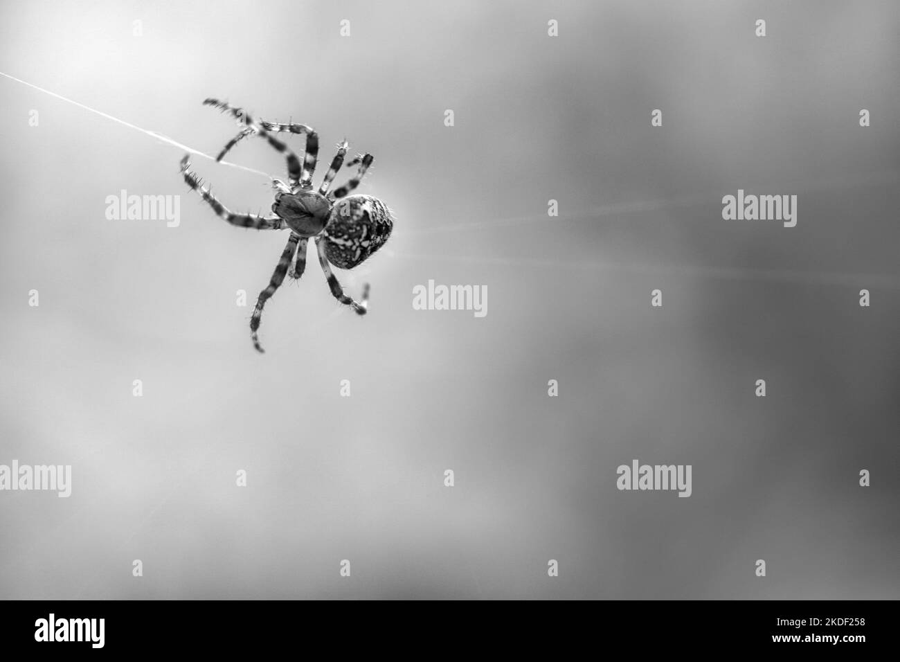 Croce ragno sparato in bianco e nero, strisciare su un filo ragno. Halloween spavido. Sfondo sfocato. Un cacciatore utile tra insetti. Arachnid. Anim Foto Stock