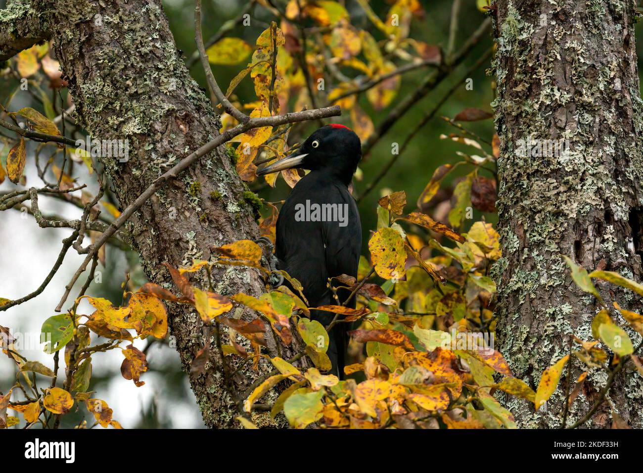 Un picchio nero seduto in un albero di foresta con bei colori autunnali Foto Stock