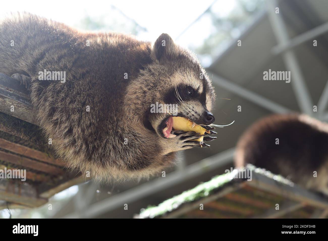 Raccoon grigio mangiare mela primo piano Foto Stock