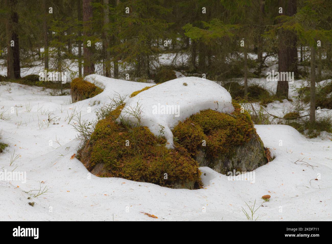 Pineta con massi nella stagione invernale Foto Stock