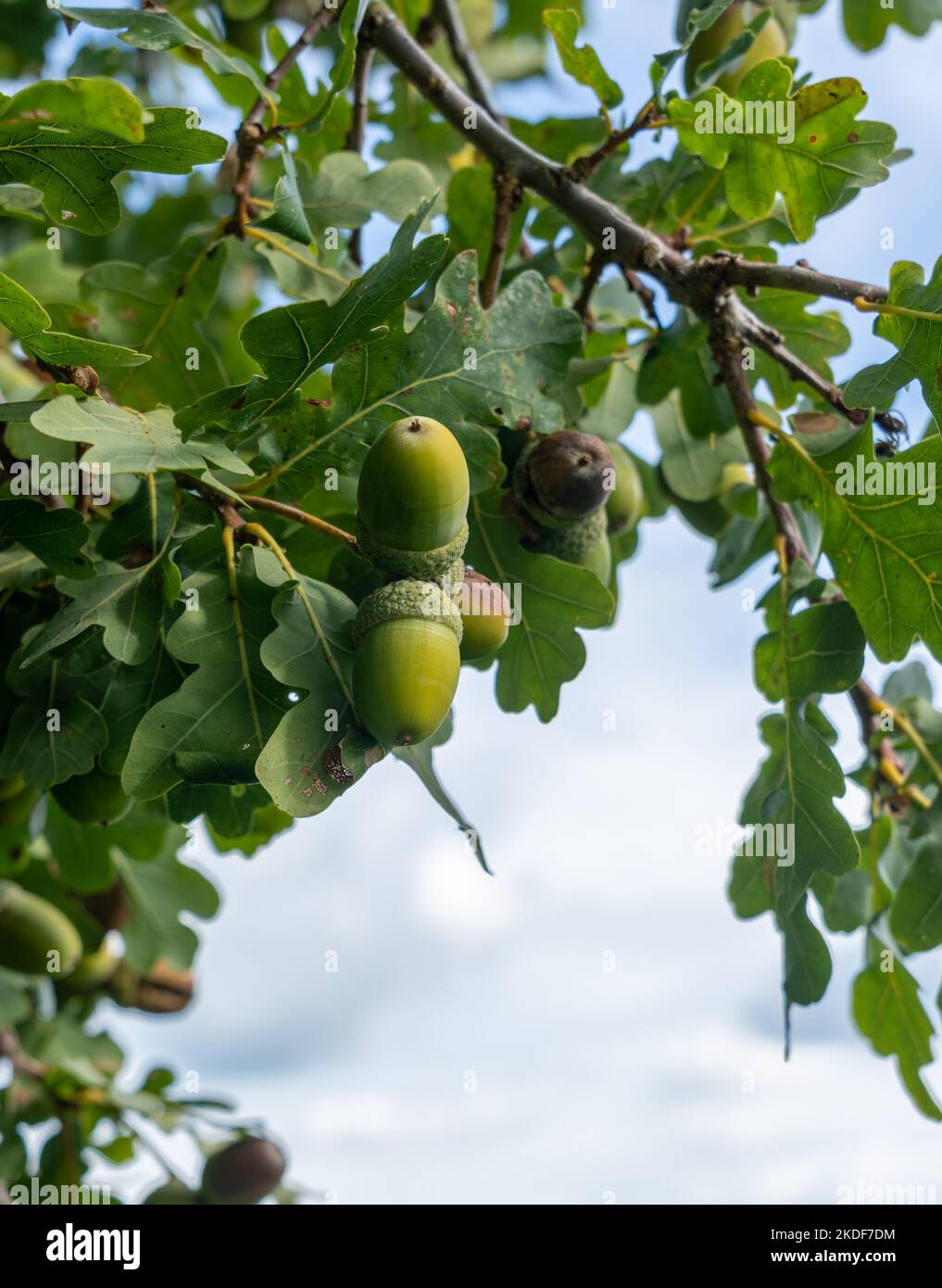 Ghiande mature su un albero di quercia Foto Stock