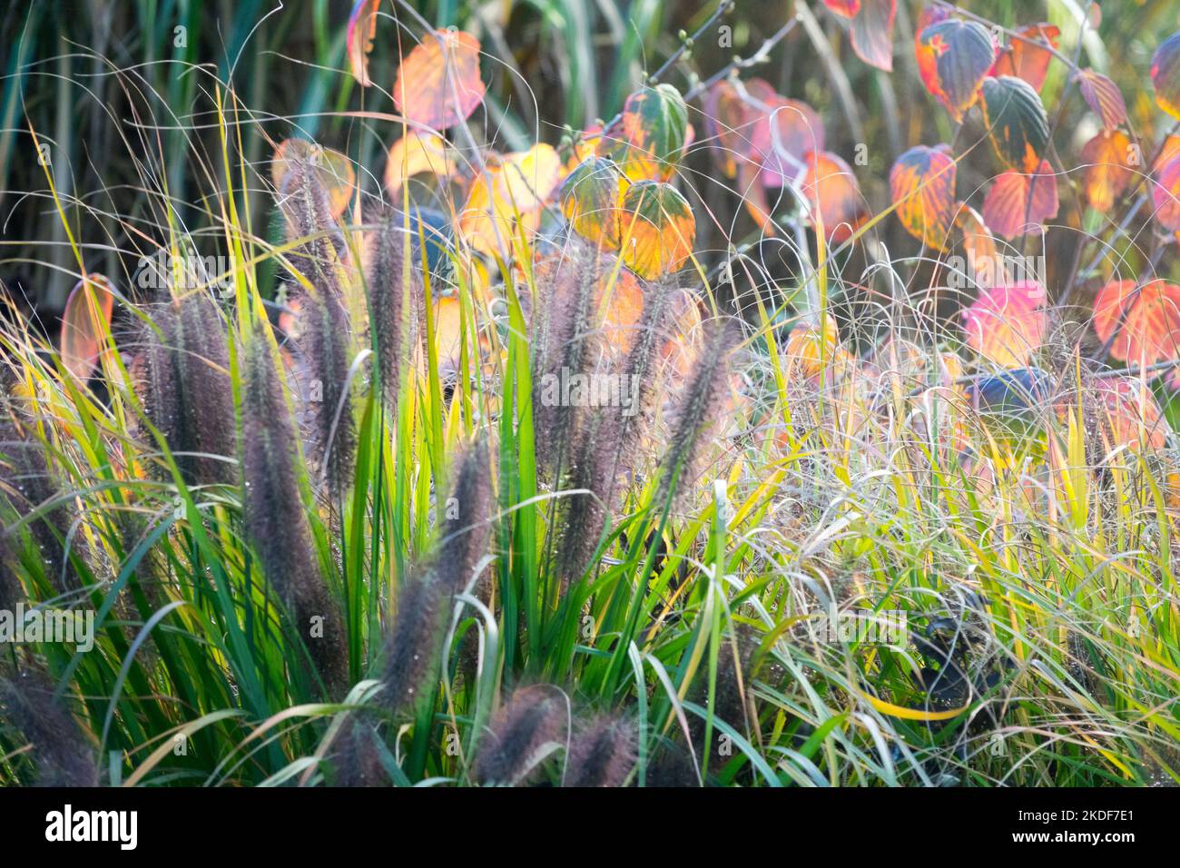 Giardino, erba, fiori, autunno, erba da fontana, gruppi di Pennisetum 'Black Beauty', Pennisetum alopecuroides, piante ornamentali aiuole di fiori Foto Stock