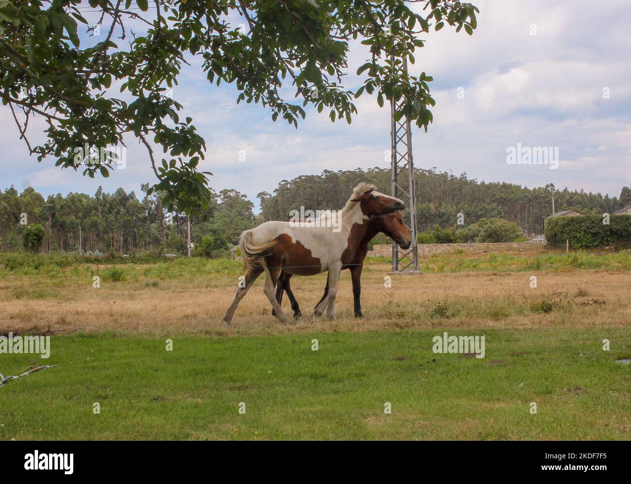 due cavalli insieme in contato Foto Stock