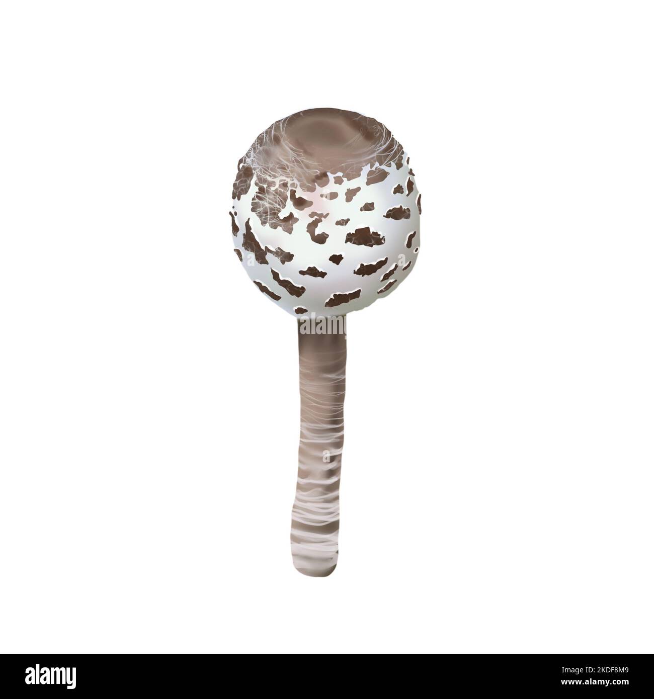 Acquerello realistico fungo parasolo. Illustrazione di Macrolepiota procera Foto Stock