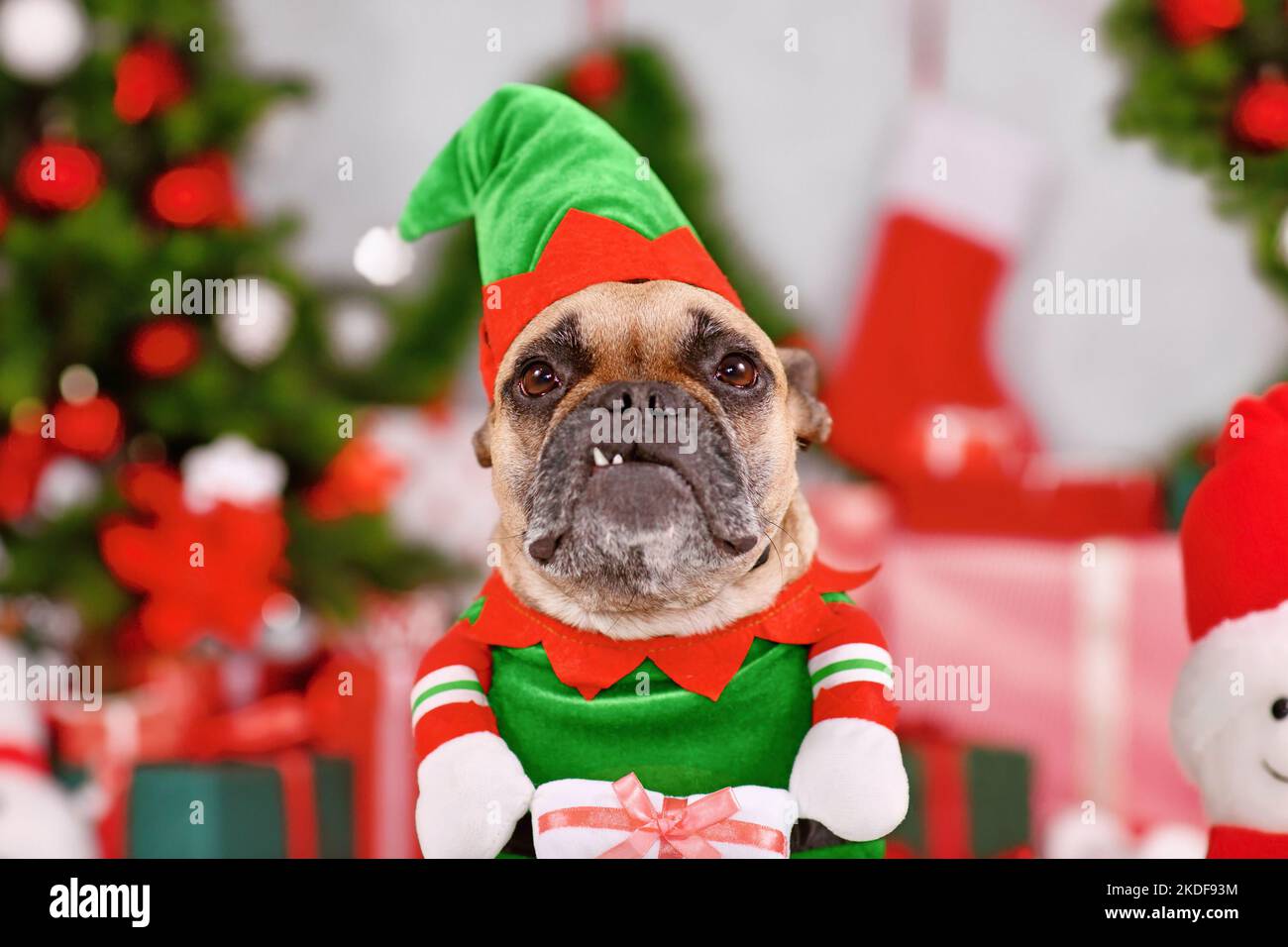 Divertente cane Bulldog francese che indossa il costume da elfo di Natale tra le decorazioni stagionali Foto Stock
