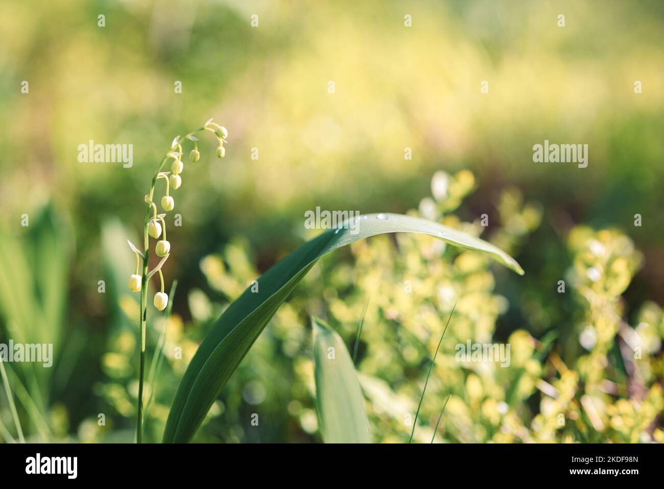 Giglio fresco di fiori valle in foresta in primavera. Bellissimo paesaggio dall'atmosfera tenue in colori pastello chiari. Messa a fuoco selettiva. Primo piano. Foto di alta qualità Foto Stock