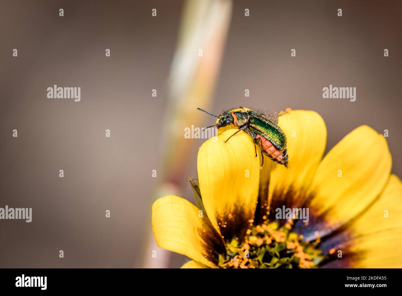 Coleottero dalle ali morbide (genere hedybius) su un mostro giallo ad un occhio (Osteospermum mostrosum), Città del Capo, Sudafrica Foto Stock