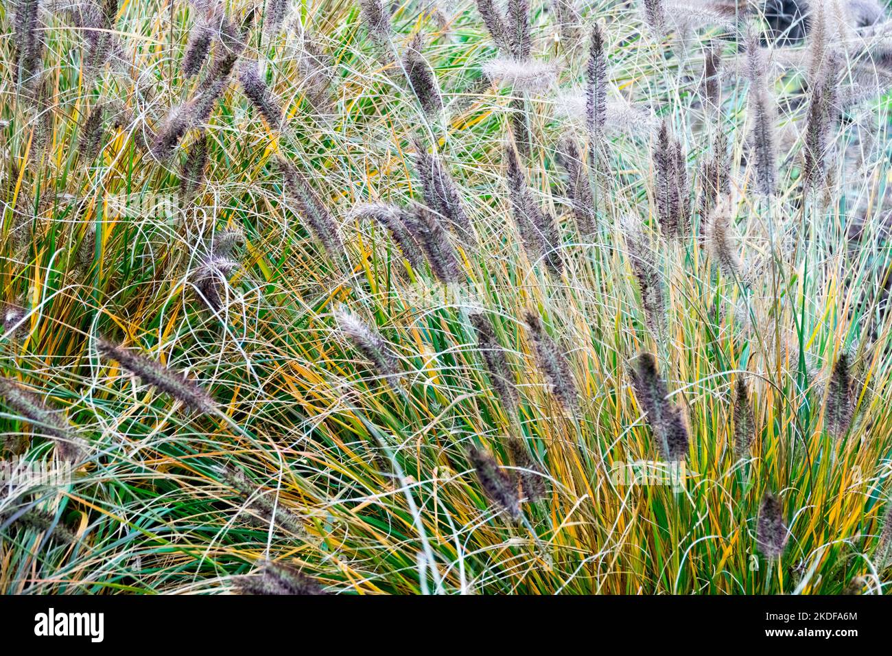 Fontana di erba, Pennisetum alopecuroides "Black Beauty", autunno, giardino, erbacei, erbe, Hardy, Perennials Ornamental Grasses Foto Stock