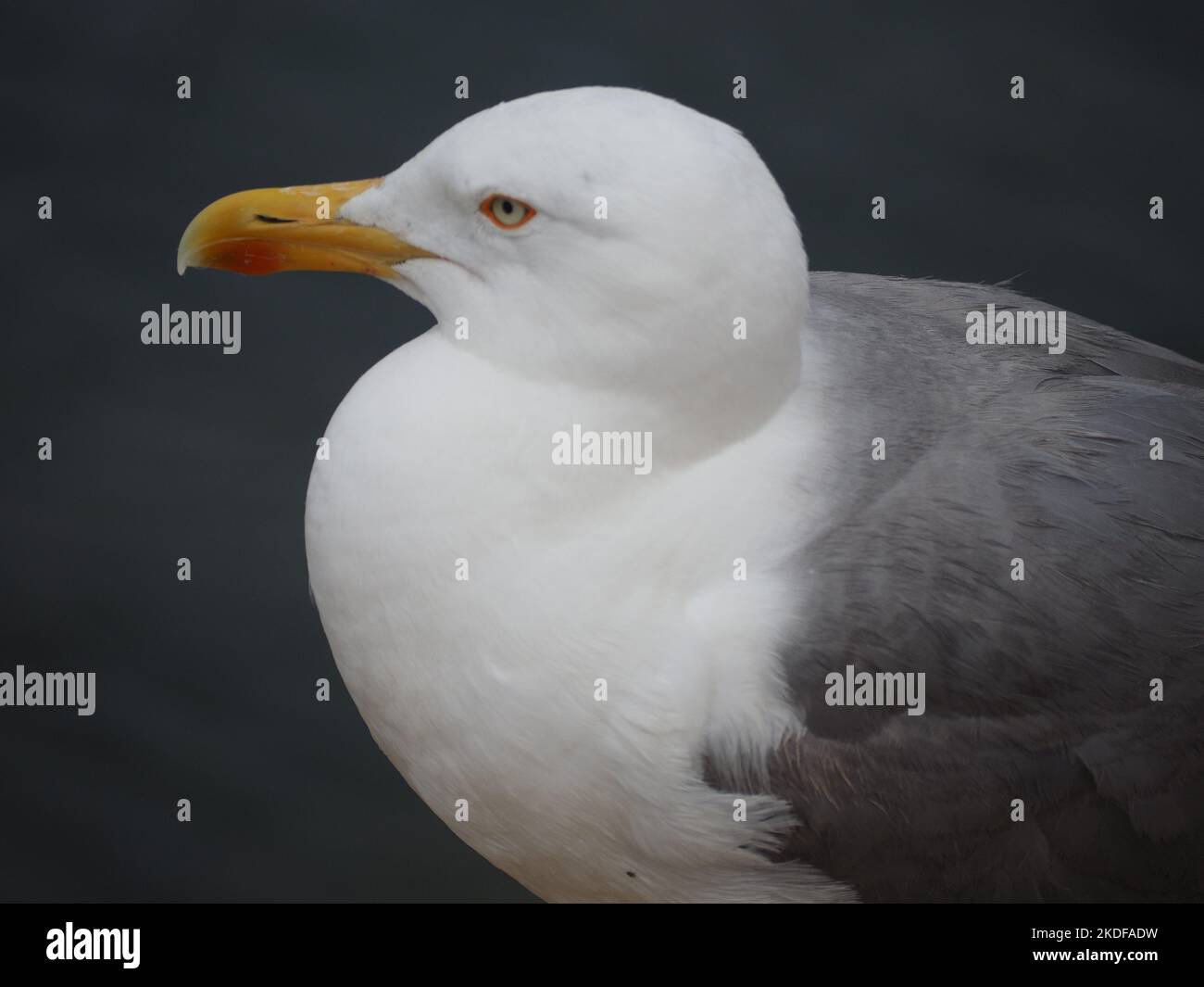 Gabbiano aringa Larus argentatus ritratto con sfondo blu Foto Stock