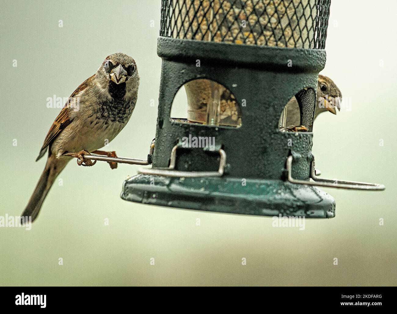 Primo piano di un passero appollaiato su un ramo Foto Stock
