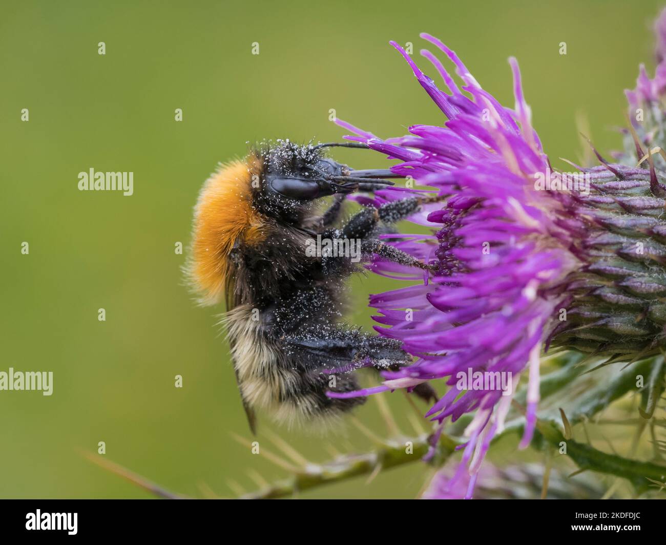Shetland Bumblebee (Bombus muscorum) nettaring sul fiore del cardo, Shetland continentale, Scozia Foto Stock