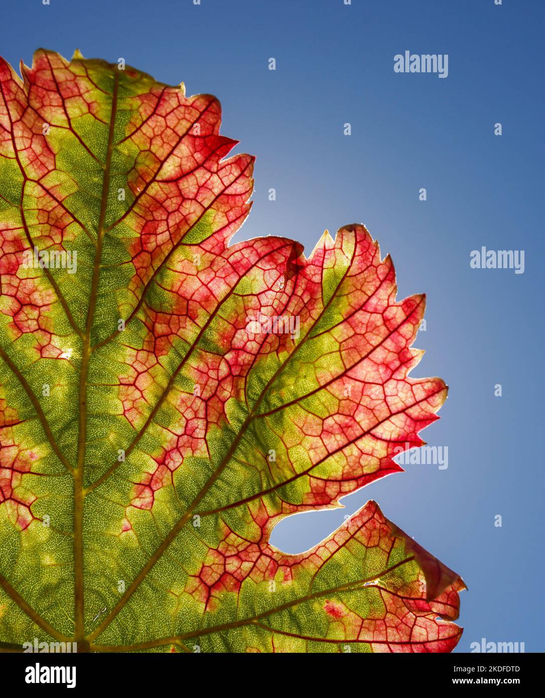 Foglia di vite colorata contro un cielo blu. Foto Stock