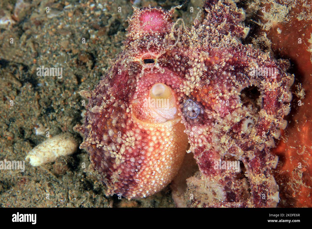 Polpo di Ocellate di veleno (Amphiottopus mototi, aka Mototi polpo, Octopus con anelli blu occelati). Anilao, Filippine Foto Stock