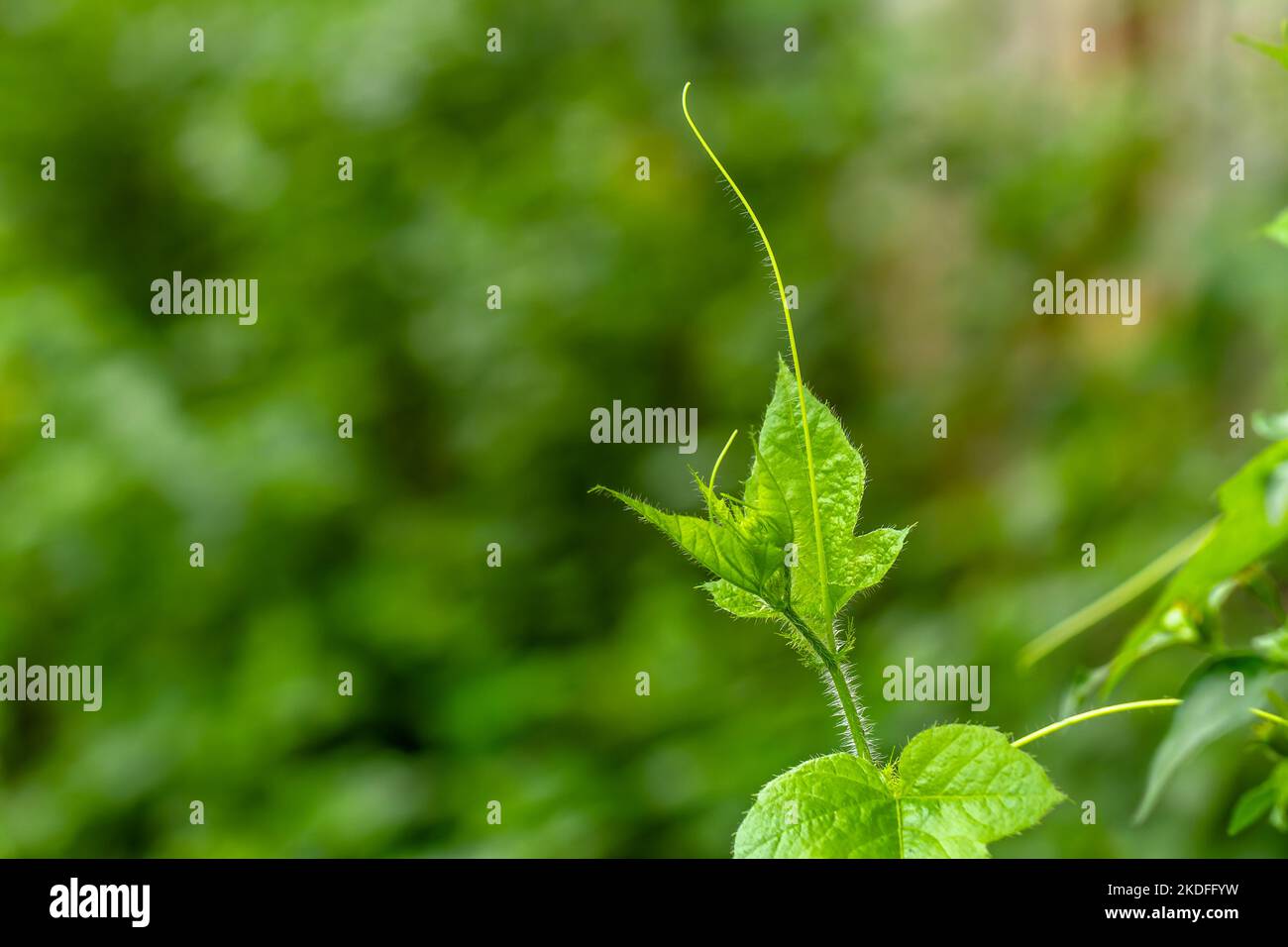 La punta dei germogli della pianta del melone di Bitter è verde fresco ed ha tendrille per la presa, ha uno sfondo verde sfocato del fogliame Foto Stock