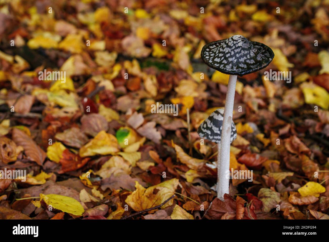 Funghi nella foresta autunnale. Foglie cadute sullo sfondo. Autunno nella foresta Foto Stock