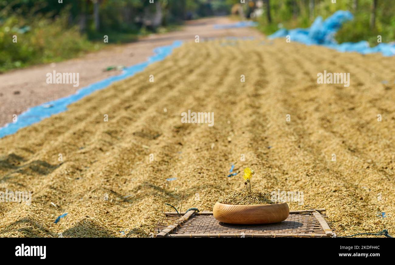 Riso che asciuga dal lato della strada in Thailandia rurale. Foto Stock