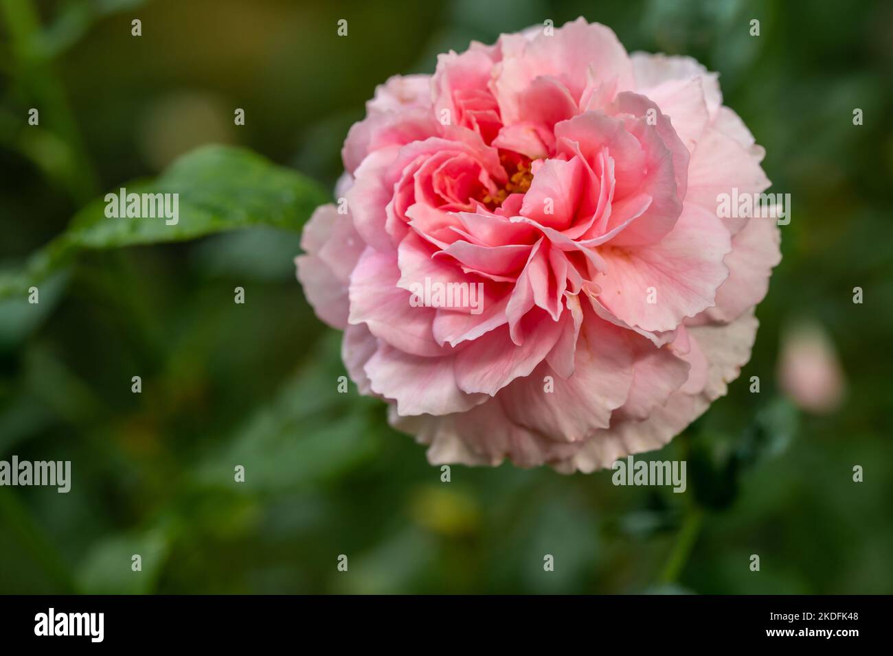Forma e colori della principessa MEIKO rosa che fiorisce nei climi tropicali Foto Stock