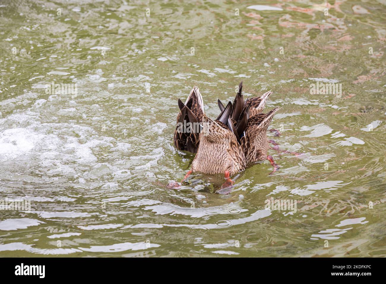 Quattro anatre, teste sott'acqua, brute in aria, in un corpo d'acqua a Bruxelles. Foto Stock