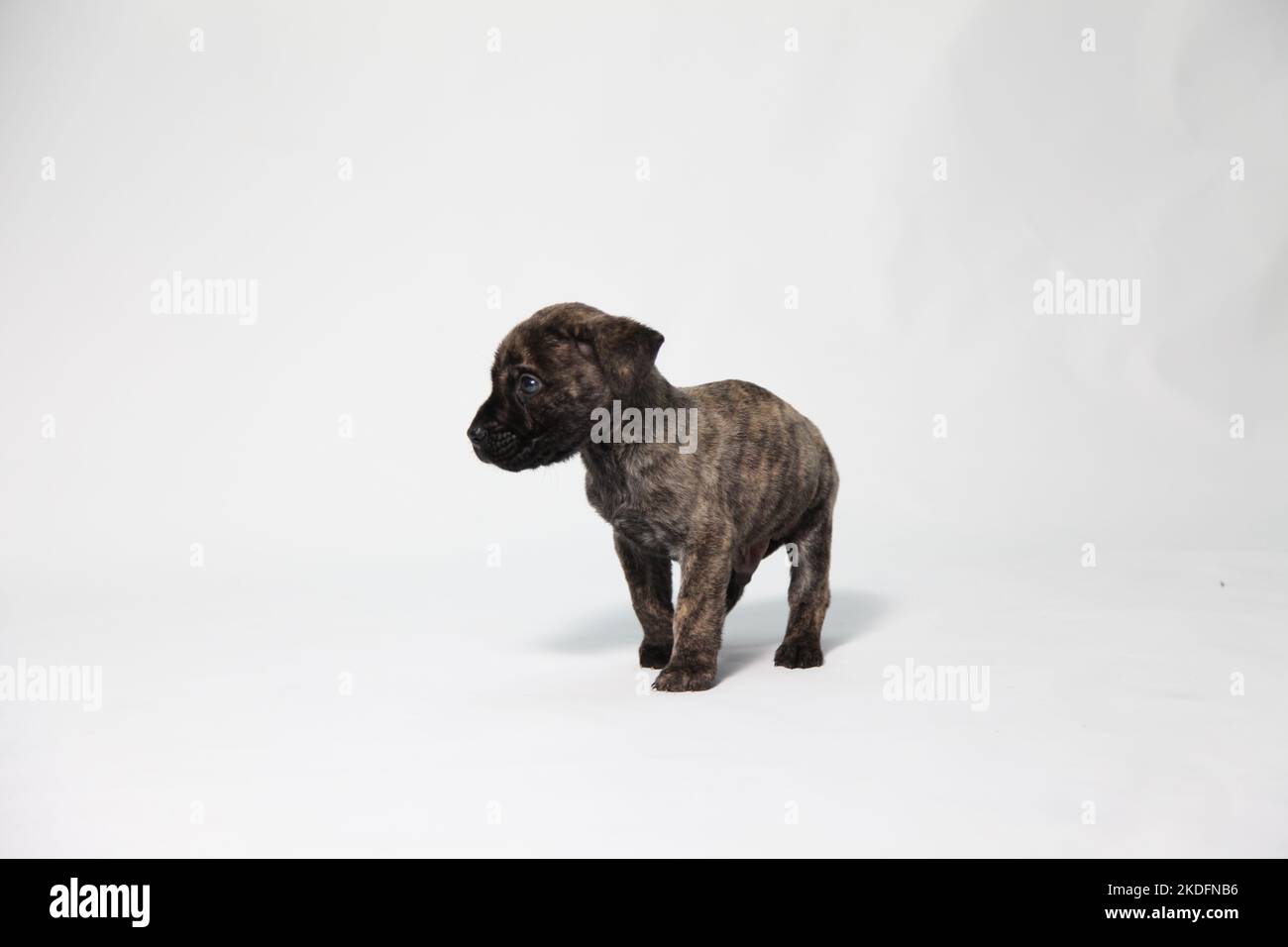 Un cucciolo di bulldog francese nero in uno studio fotografico Foto Stock