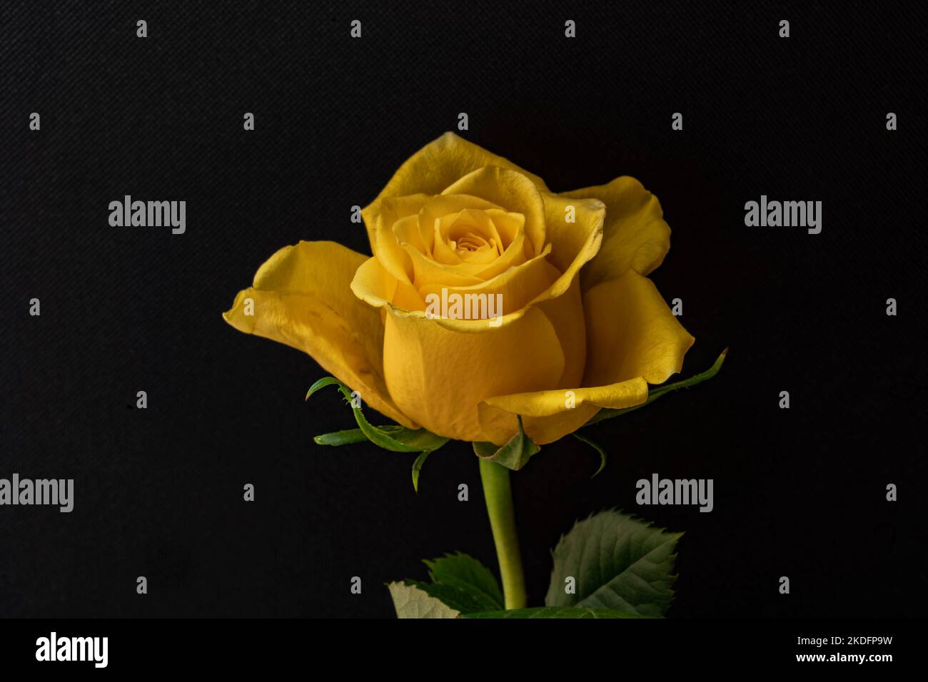 Rosa gialla singola isolata su sfondo nero Foto Stock