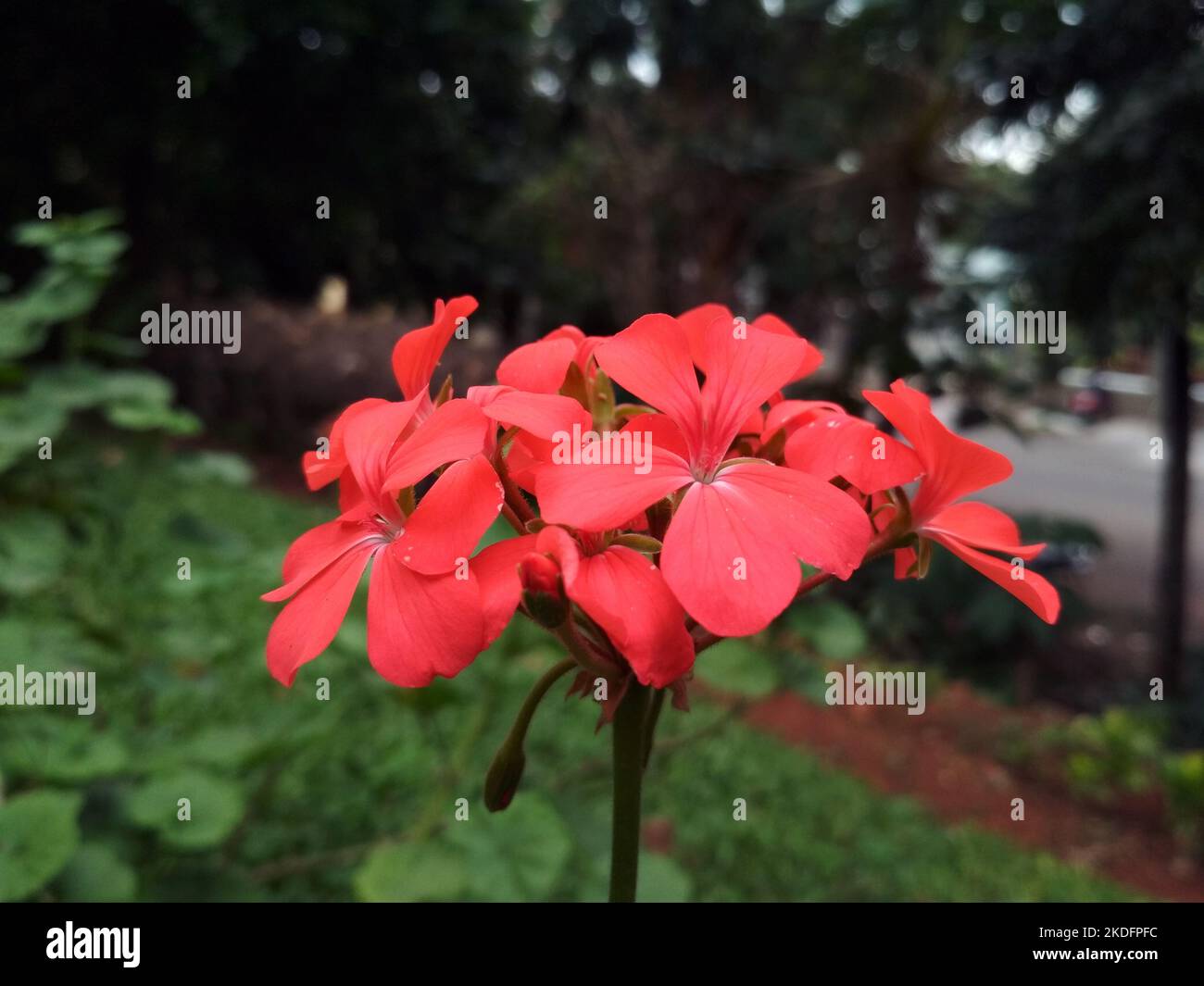 Pelargonium inquinans fiore il suo colore varia dal rosso chiaro, che è più comune, al rosa pallido. Geranio rosso fiore, scarlatto Geranio, Malva. Foto Stock