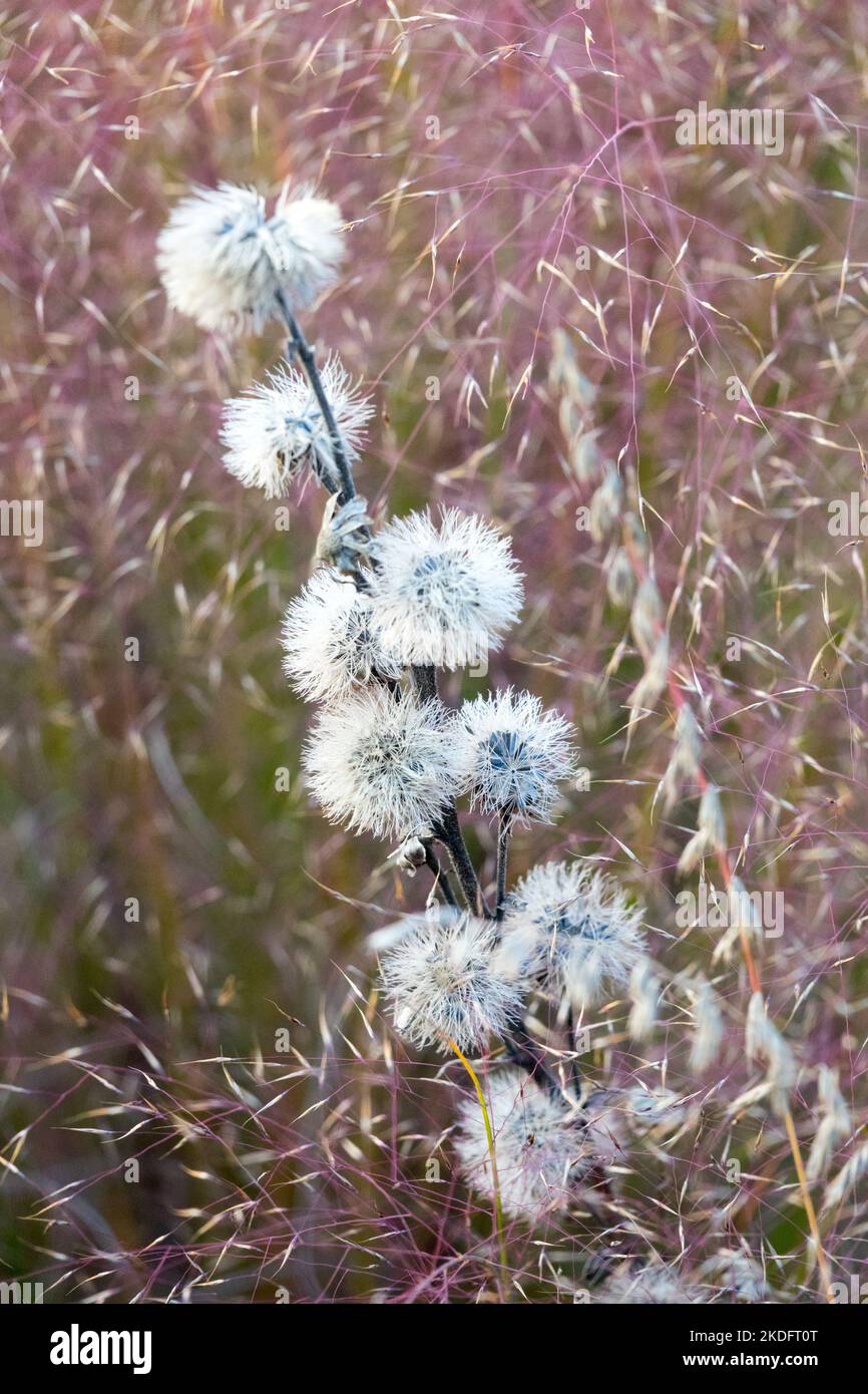 Autunno, Seedheads, Gayfeather, Tall Blazing Star, Liatris aspera, piante secche, Fiori, Deadheads da giardino morto Foto Stock
