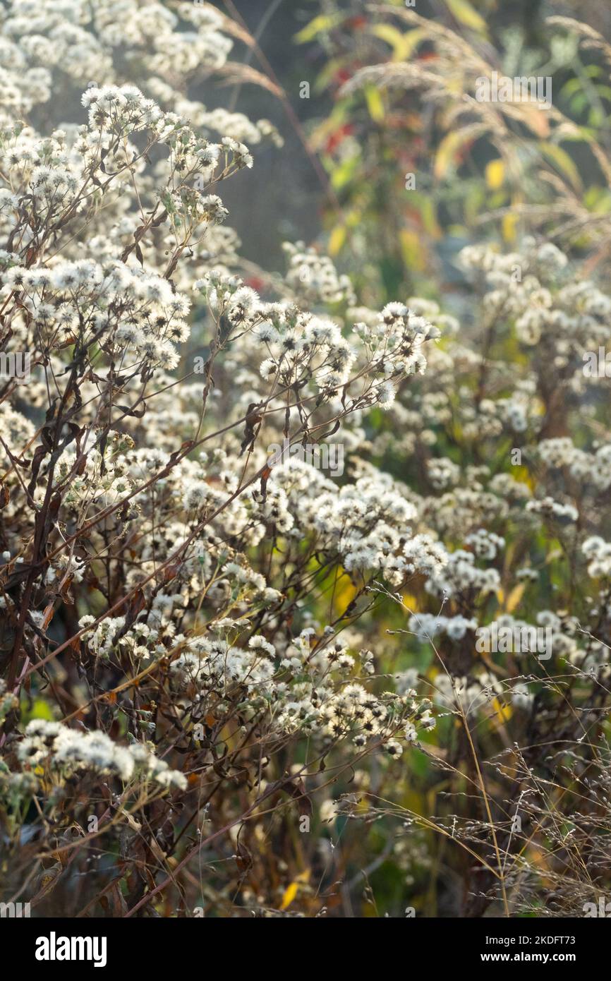 Crostata di parasoli, Astro americano, Doellingeria umbellata, Deadherads, Astro bianco piatto, Teste di semi, Doellingeria, pianta, Autunno Foto Stock