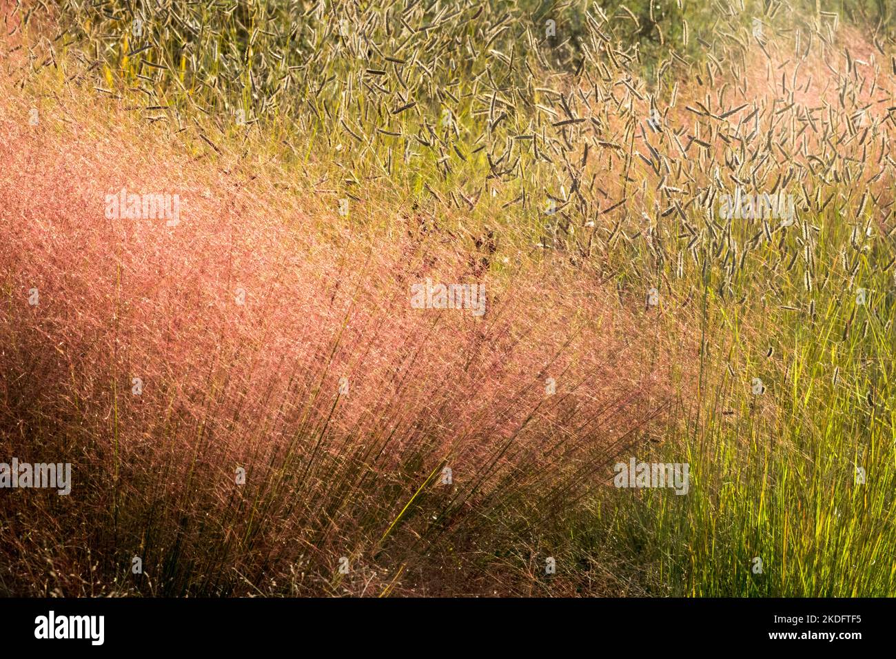 Autunno, Giardino, Erba, Pink Muhly Grass, Erba per capelli, Muhlenbergia capillaris, Mosquito Grass, Bouteloua gracilis, Prato Foto Stock