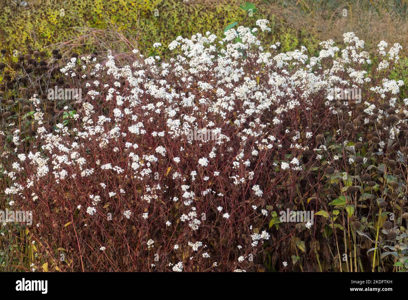 Autunno, Eupiatorium rugosum 'Braunlaub', colore della pianta autunnale Foto Stock