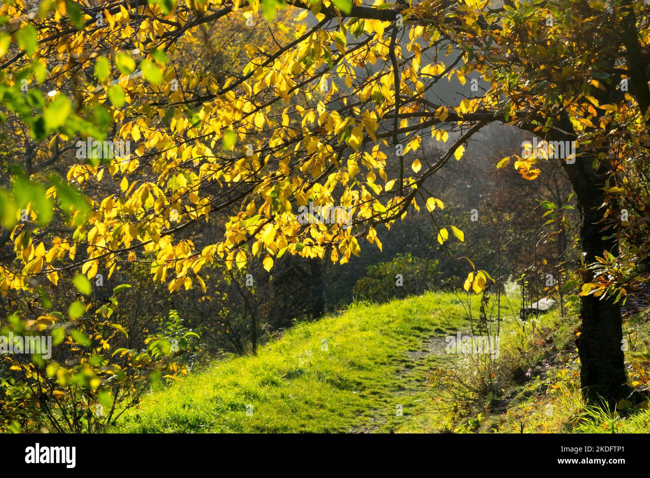 Autunno albero luce caduta umore in giardino albero sul pendio sopra il sentiero che gira foglie gialle, sole giorno umore autunnale albero giallo Foto Stock