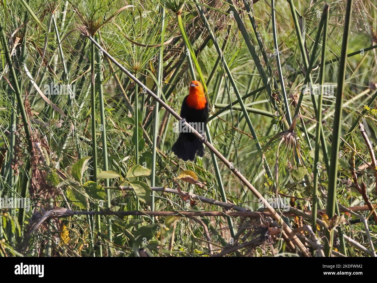 Blackbird con testa scarlatta (Amblyramphus holosericeus) adulto arroccato su fusto Pantanal, Brasile. Luglio Foto Stock