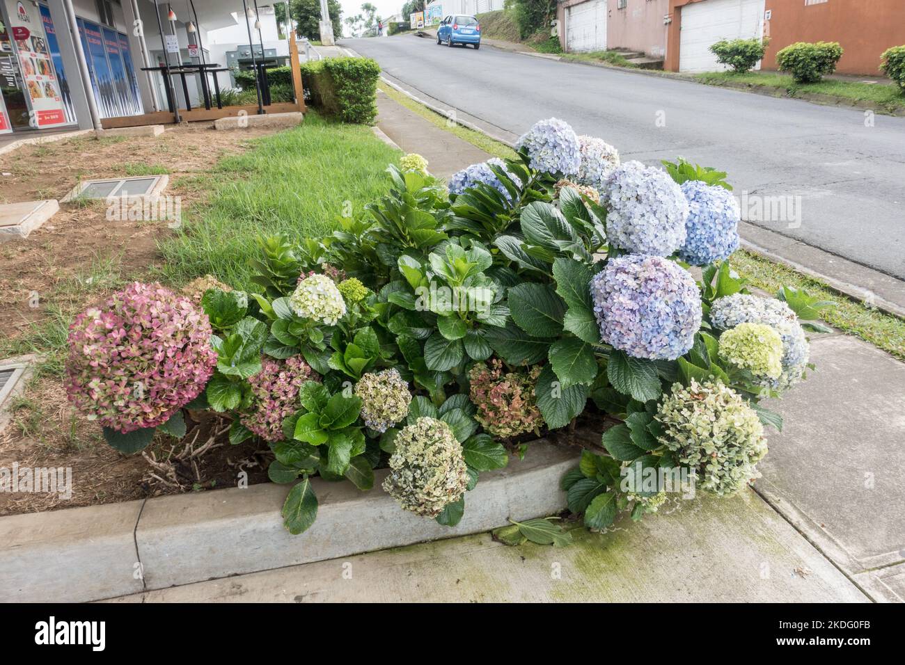 Cluster di idrangee colorate (idrangea macrophylla) che crescono sul lato della strada a Tres Rios, Costa Rica. Foto Stock