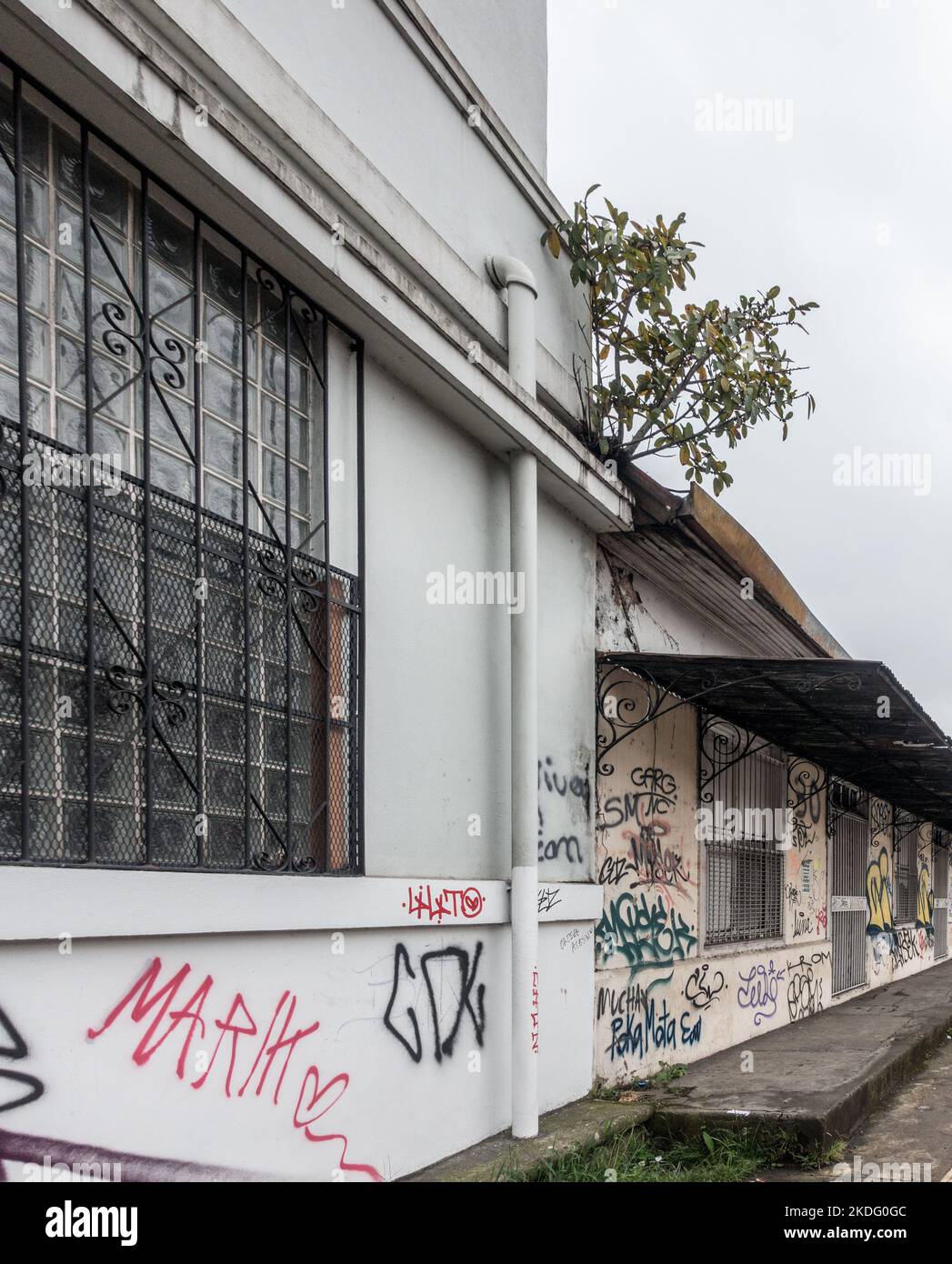 Piccolo albero che cresce da una posizione insolita in una grondaia in cima a un edificio segnato graffiti a San José, Costa Rica. Foto Stock