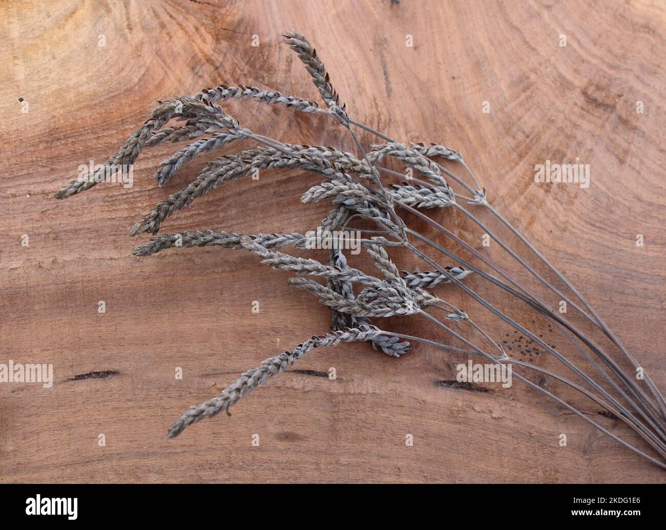 Gambi di teste di semi di lavanda essiccate su uno sfondo di legno di noce nero Foto Stock