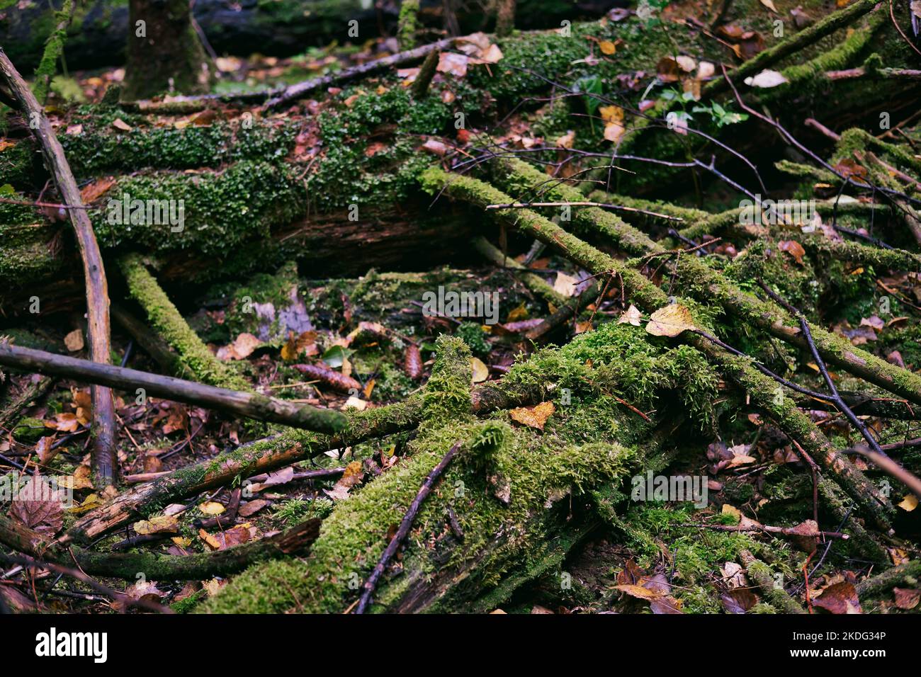 Tronchi di alberi e rami coperti con varietà di muschi e licheni nella foresta scura. Sfondo naturale con umidità autunno foresta. Focus selettivo Foto Stock