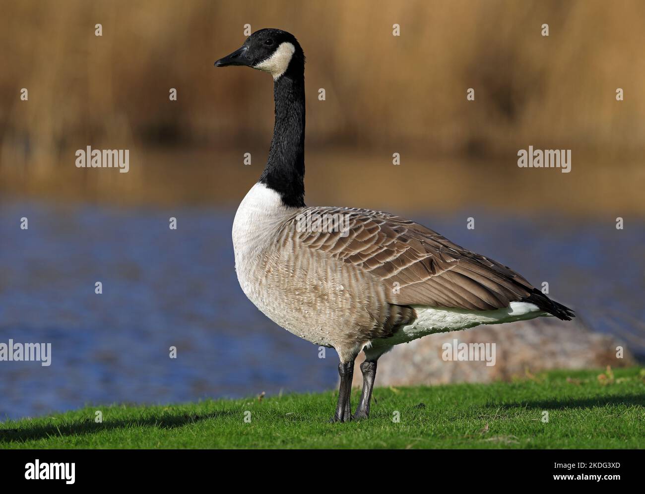 Oca canadese, in autunno migrazione Foto Stock