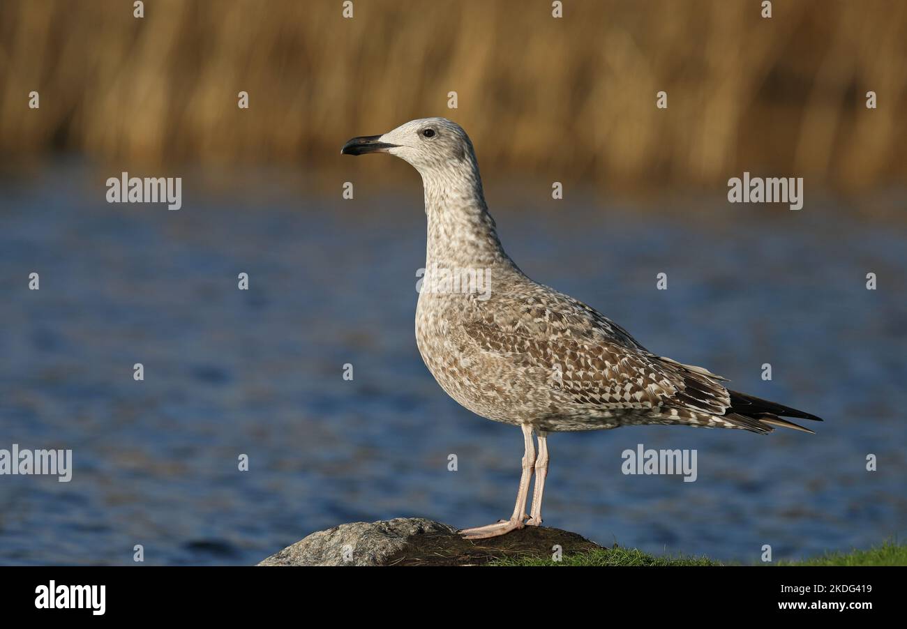 Gabbiano di aringa giovane, in piedi su pietra al lago Foto Stock