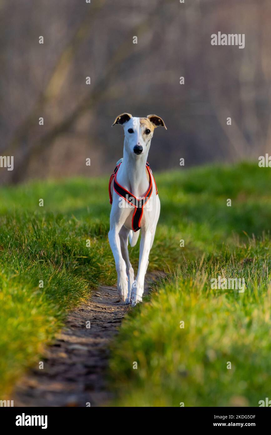 Inglese Whippet Greyhound.beautiful bianco purosangue da corsa Foto Stock