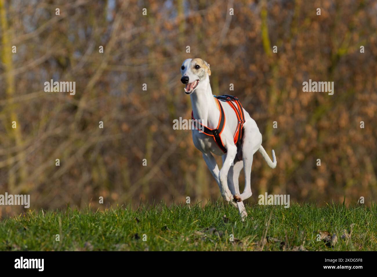 Inglese Whippet Greyhound.beautiful bianco purosangue da corsa Foto Stock