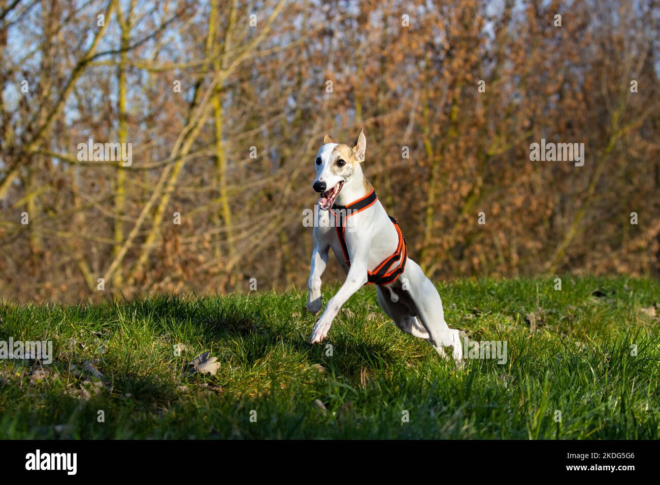 Inglese Whippet Greyhound.beautiful bianco purosangue da corsa Foto Stock