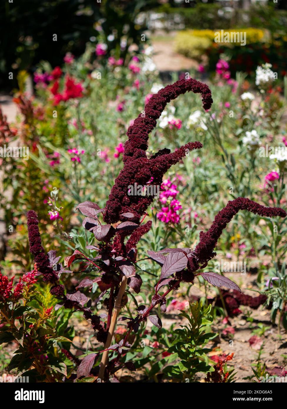 Un fiore viola Knowns come Amaranth di anima, Amaranth rosso, Amaranth viola, Feather del principe e Amaranth del grano messicano (Amaranthus cruentus) su un Sunny Foto Stock