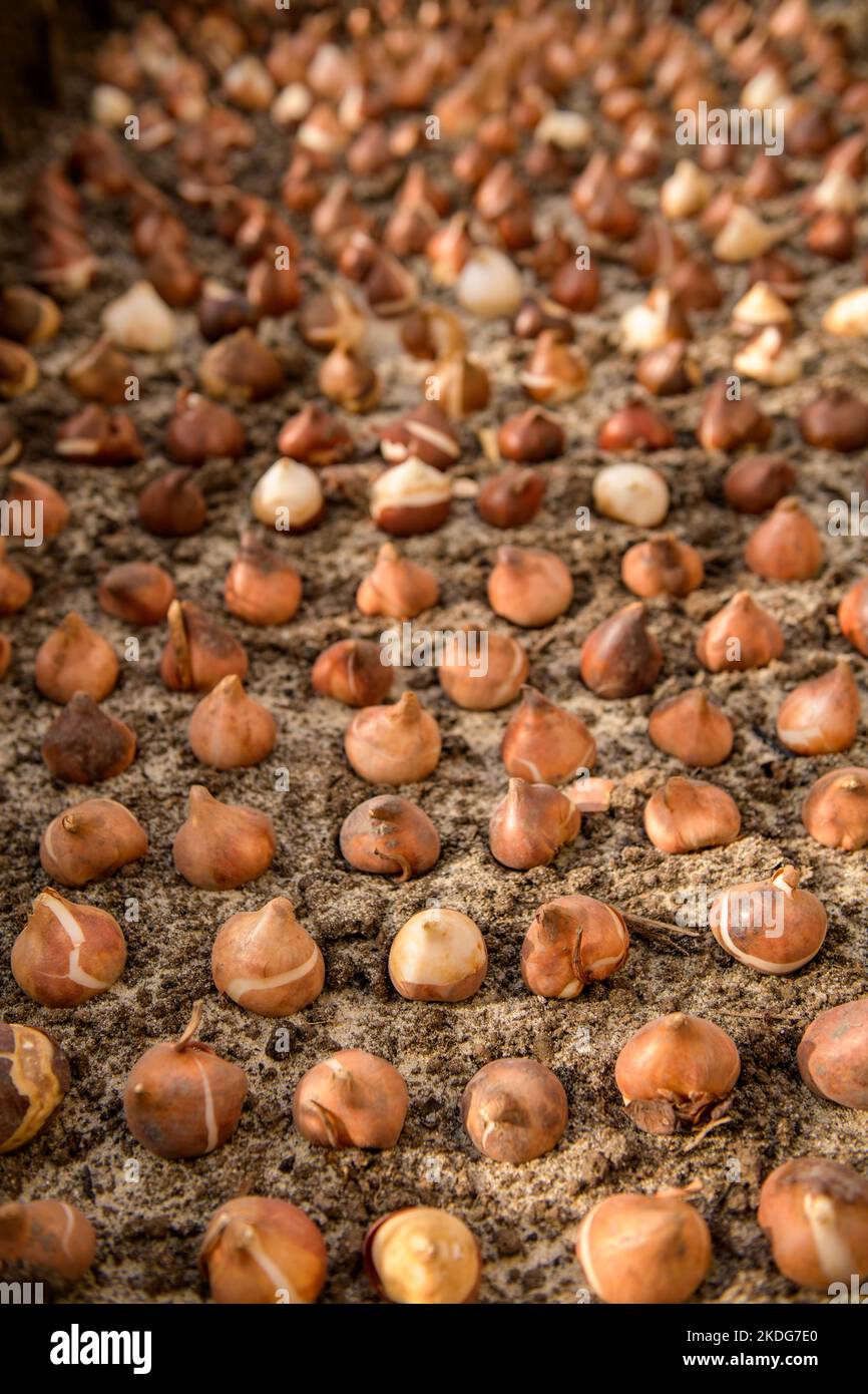 Decine di bulbi di tulipano piantati in terreno sabbioso e ben drenante. Piantare bulbi di tulipano in un letto di fiori. Tulipani crescenti. Fondo di lavori di giardinaggio di caduta. Basso Foto Stock