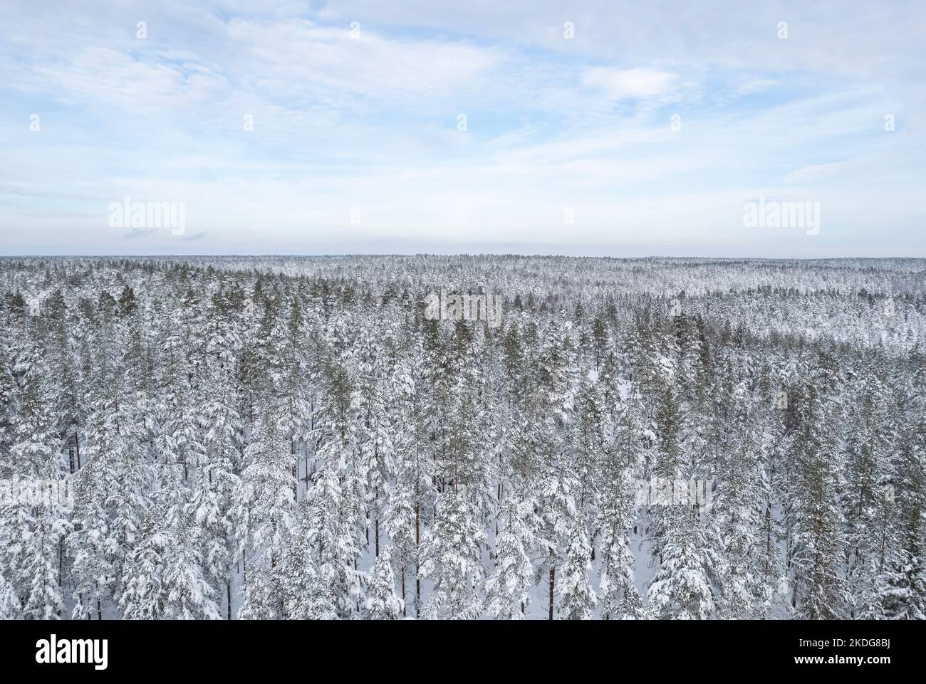 Foto aerea di una foresta innevata in inverno in Finlandia Foto Stock