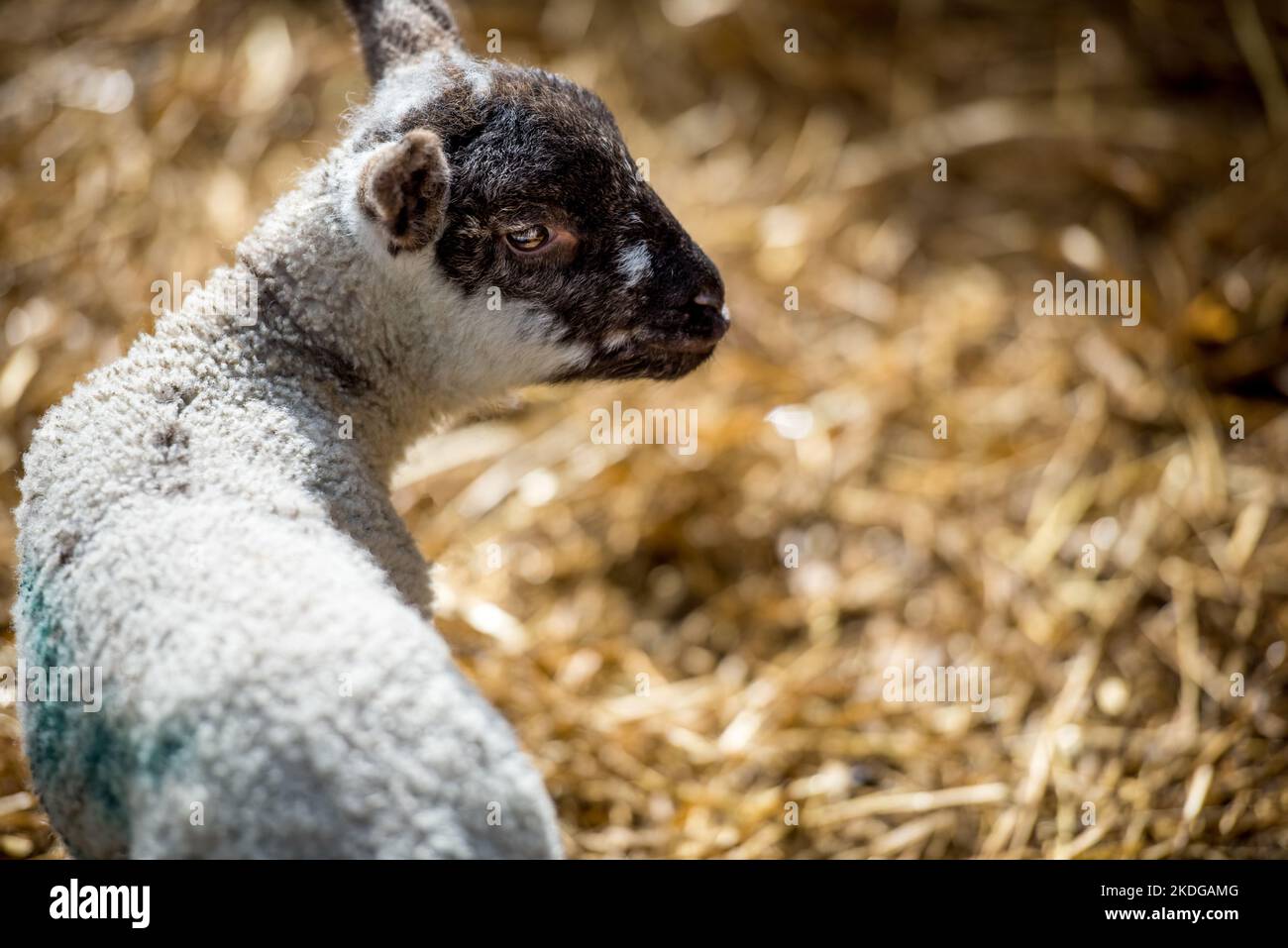 Ritratto di un agnello in piedi al sole primaverile che guarda al cortile della fattoria Foto Stock